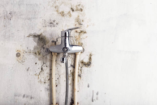 Best Mold Remediation for Specific Building Types in South Brooksville, FL