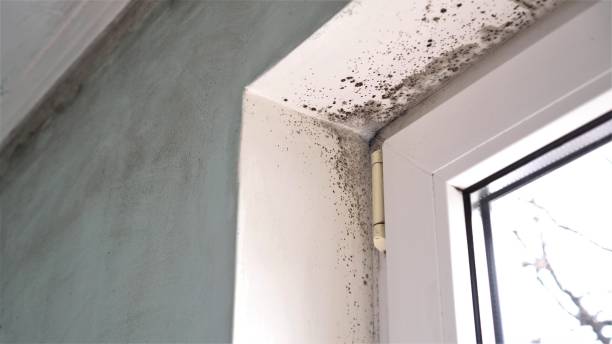 Best Health and Safety Mold Remediation in South Brooksville, FL