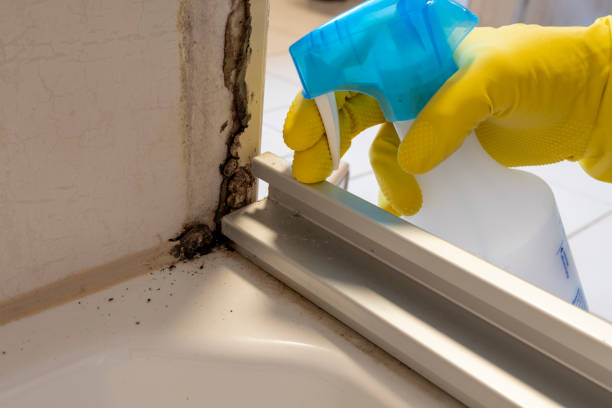 Best Emergency Mold Remediation in South Brooksville, FL