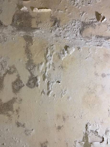 Best Post-Flood Mold Remediation in South Brooksville, FL